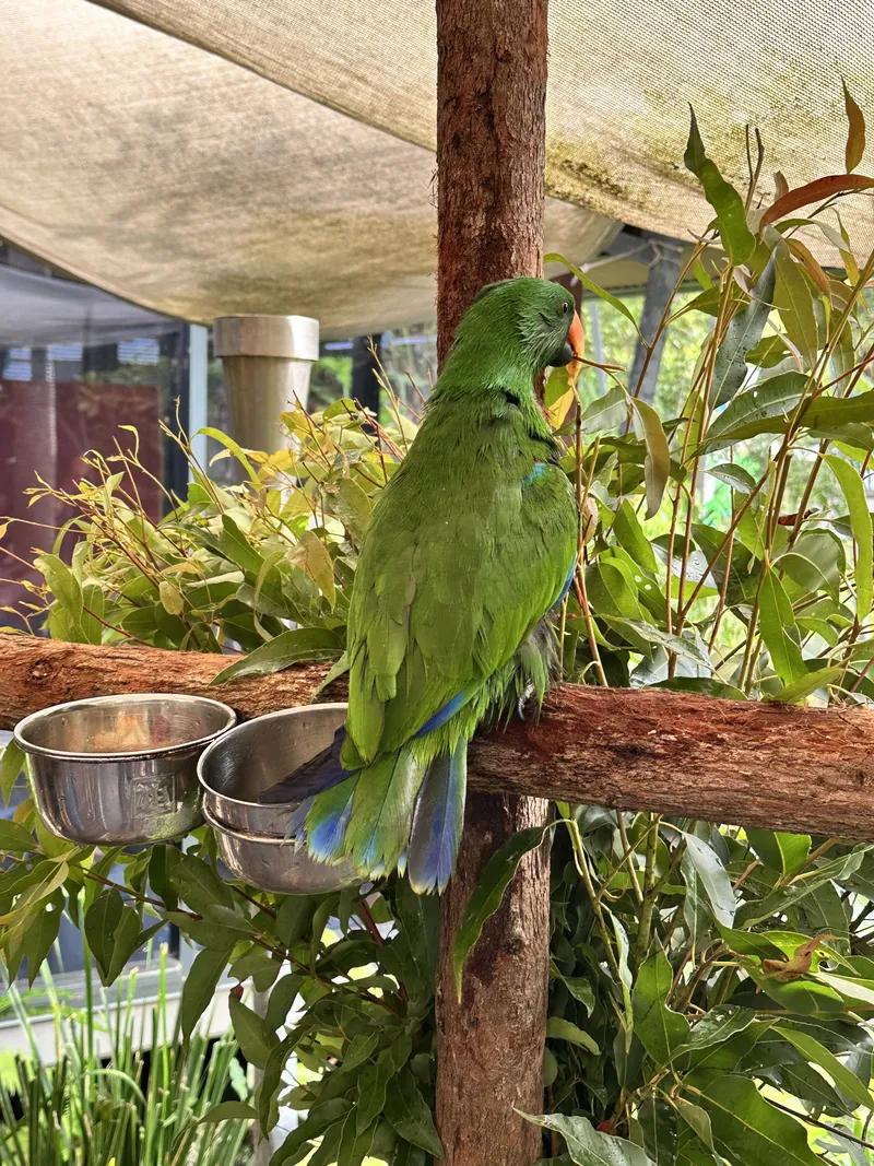 The eclectus parrot preening on its perch