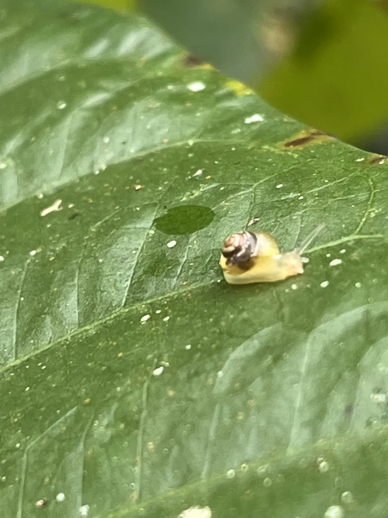 A tiny yellow snail on a wet green leaf