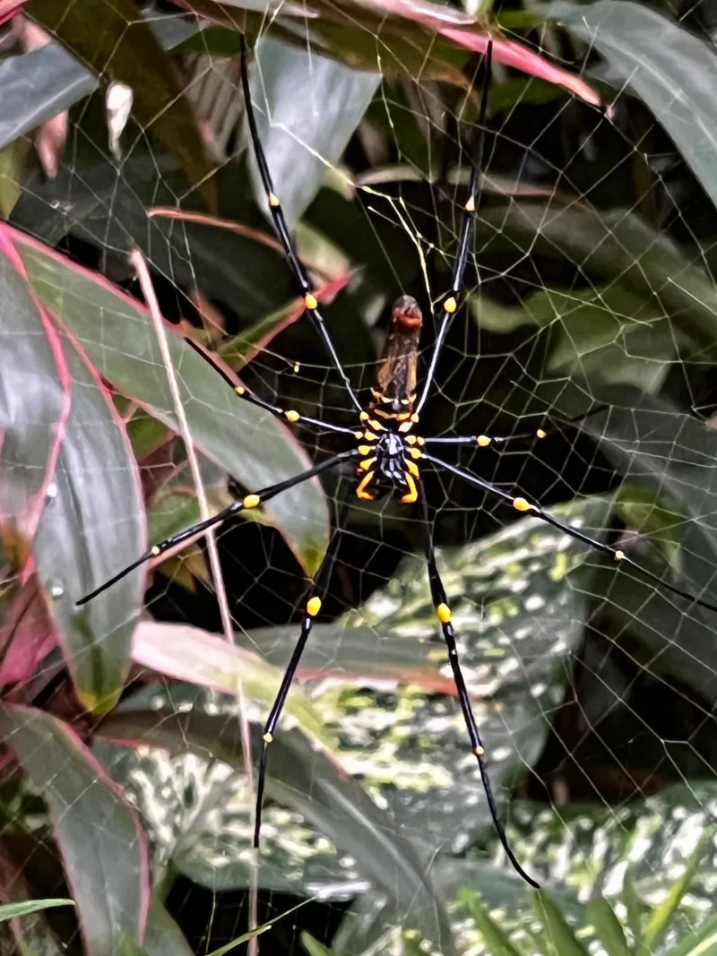 A large yellow-and-black golden orb-weaver spider in its web among garden leaves