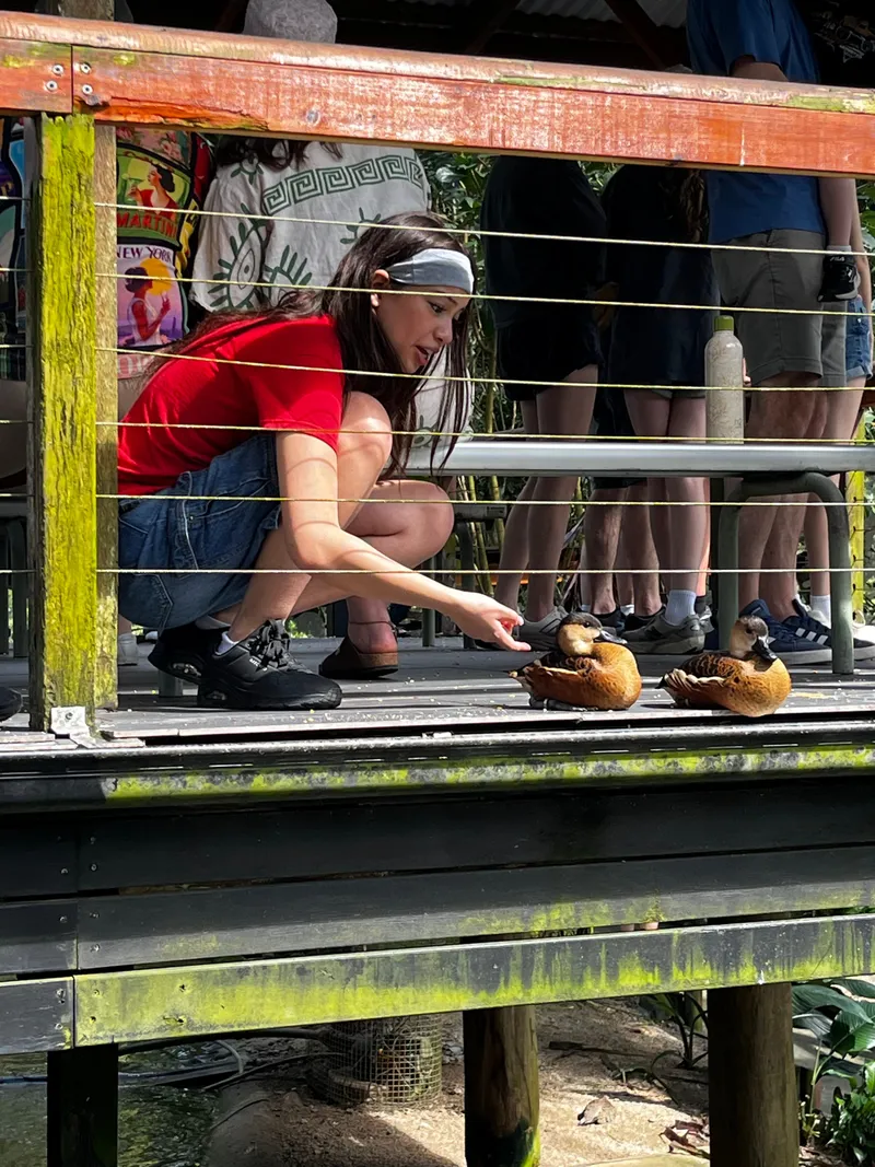 The girl crouching to feed two whistling ducks