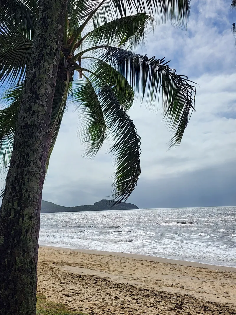 A palm leaning over the beach, with a headland across the water