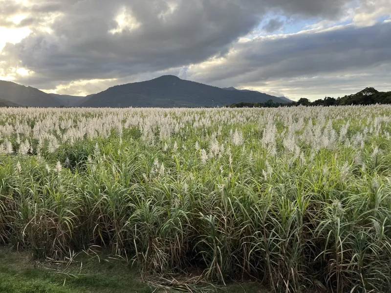 Sugarcane in flower, with a mountain behind