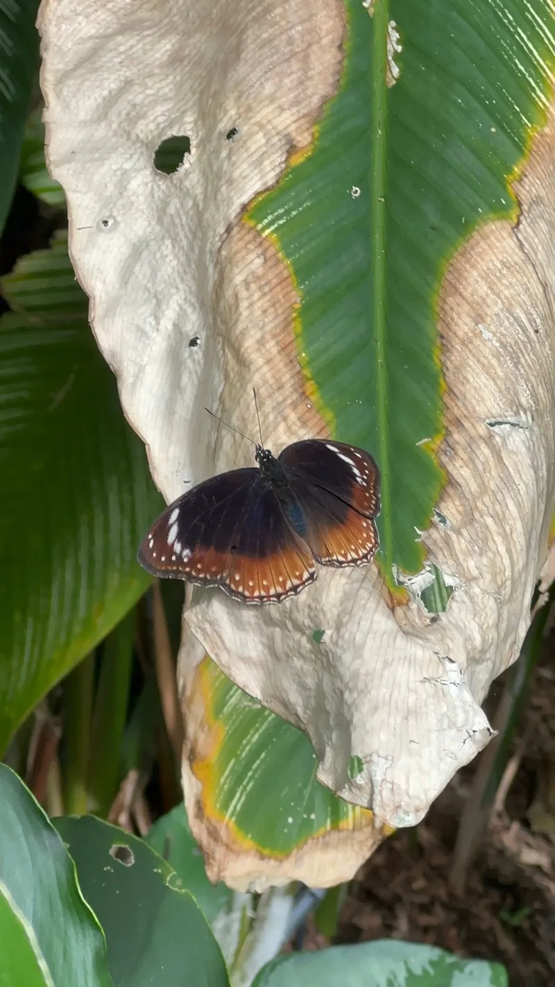 A brown-and-orange butterfly on a pale leaf