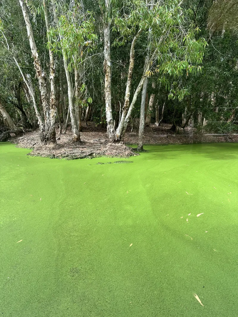 The lagoon covered in bright green duckweed, with paperbark trees on an island