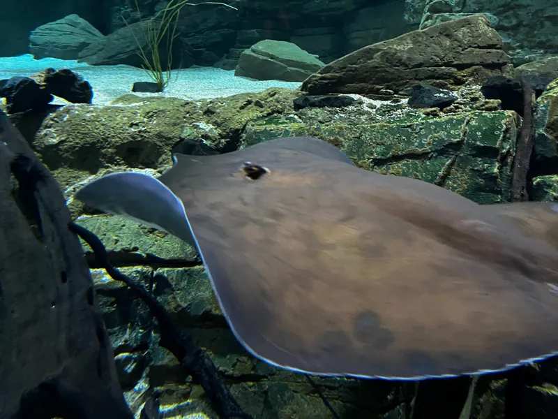 A stingray gliding over the rocks