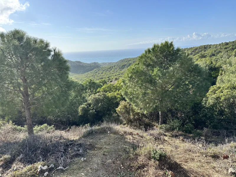 Pine-covered hills above the coast on the Gallipoli peninsula
