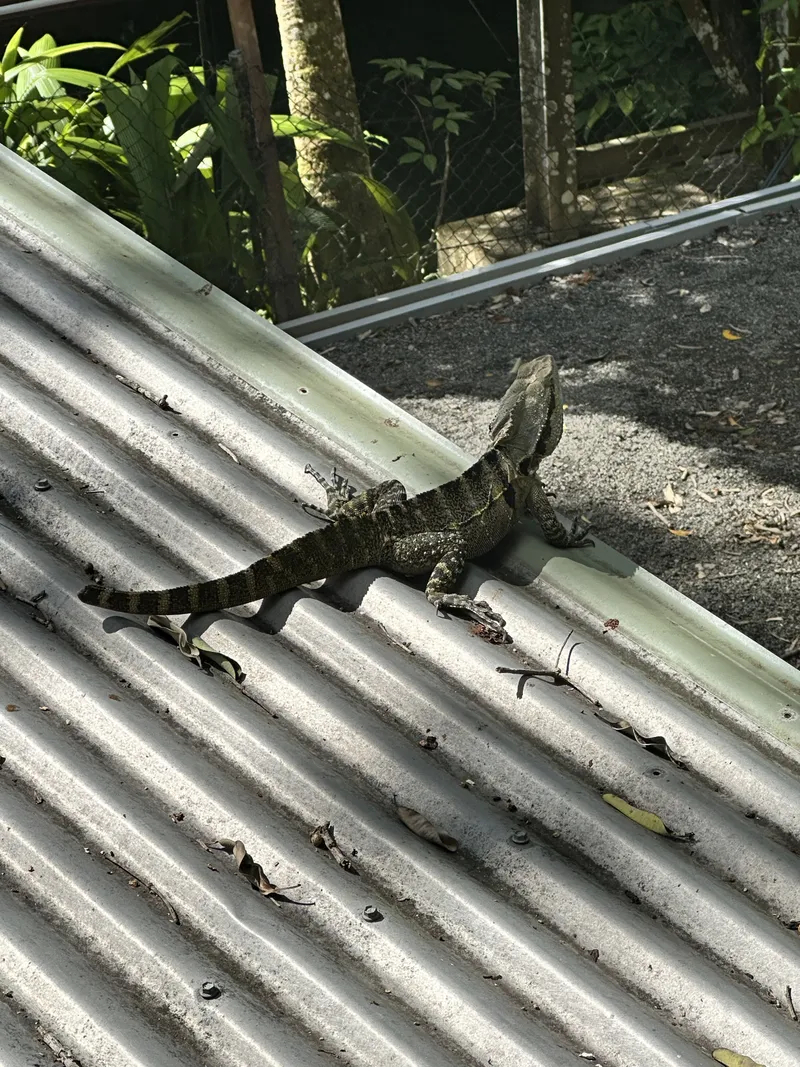 A water dragon on a corrugated iron roof