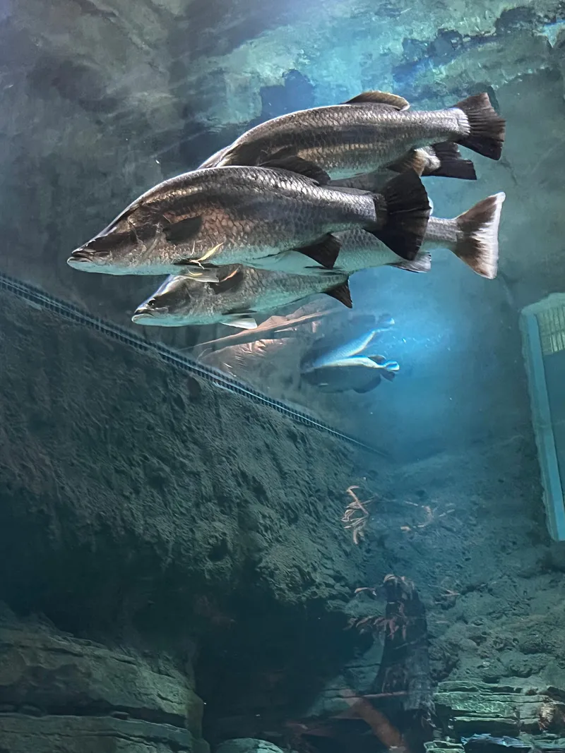 Large barramundi swimming past the glass