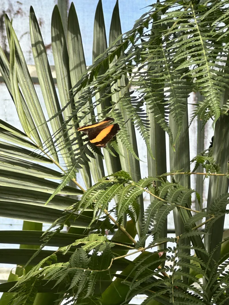 An orange butterfly on a palm frond