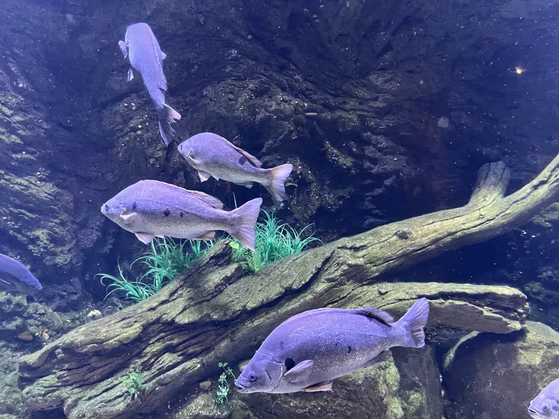 A school of grey freshwater fish over a sunken log
