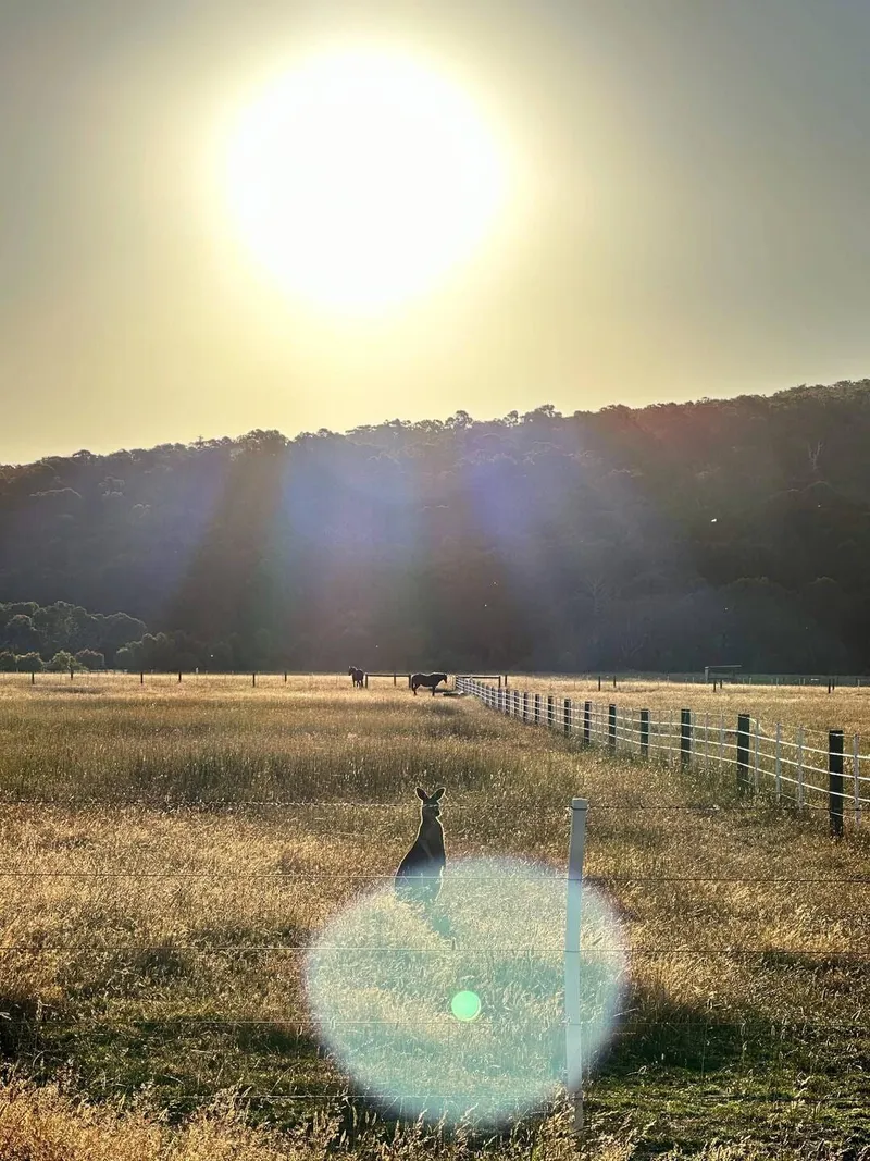 Kangaroos spotted! 🦘, photo 1 of 4