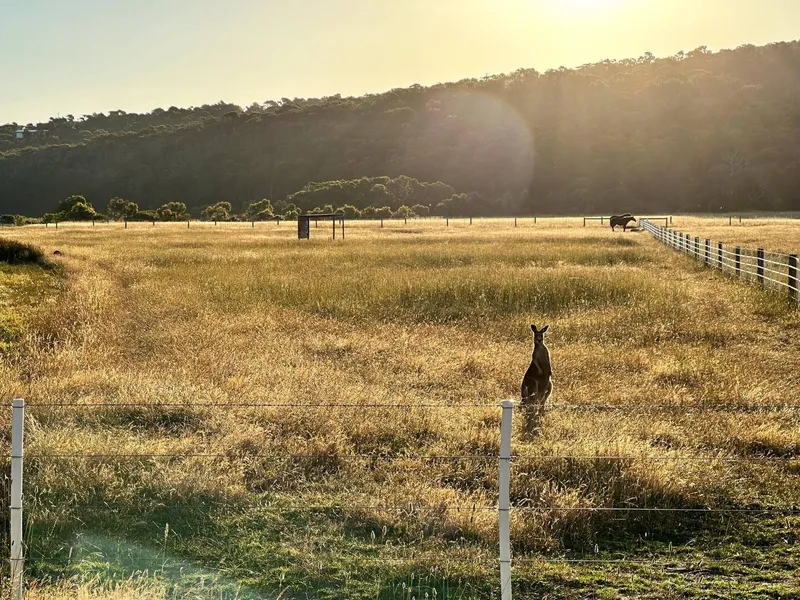 Kangaroos spotted! 🦘, photo 2 of 4