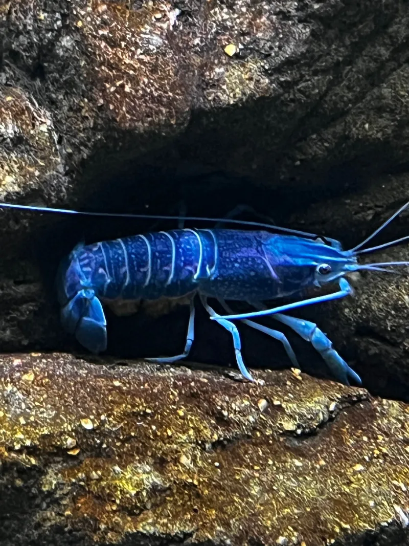A bright blue crayfish on a rock ledge