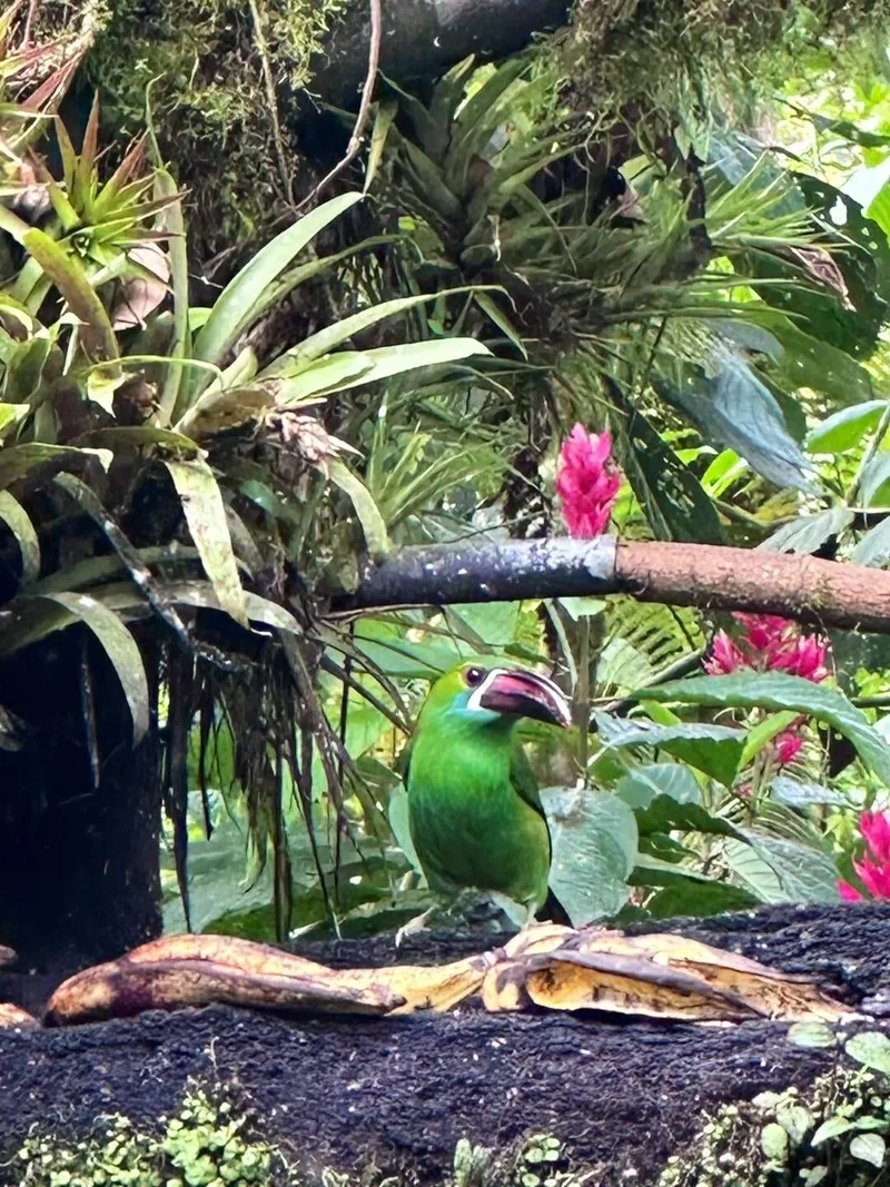 Hummingbird experience, photo 6 of 7
