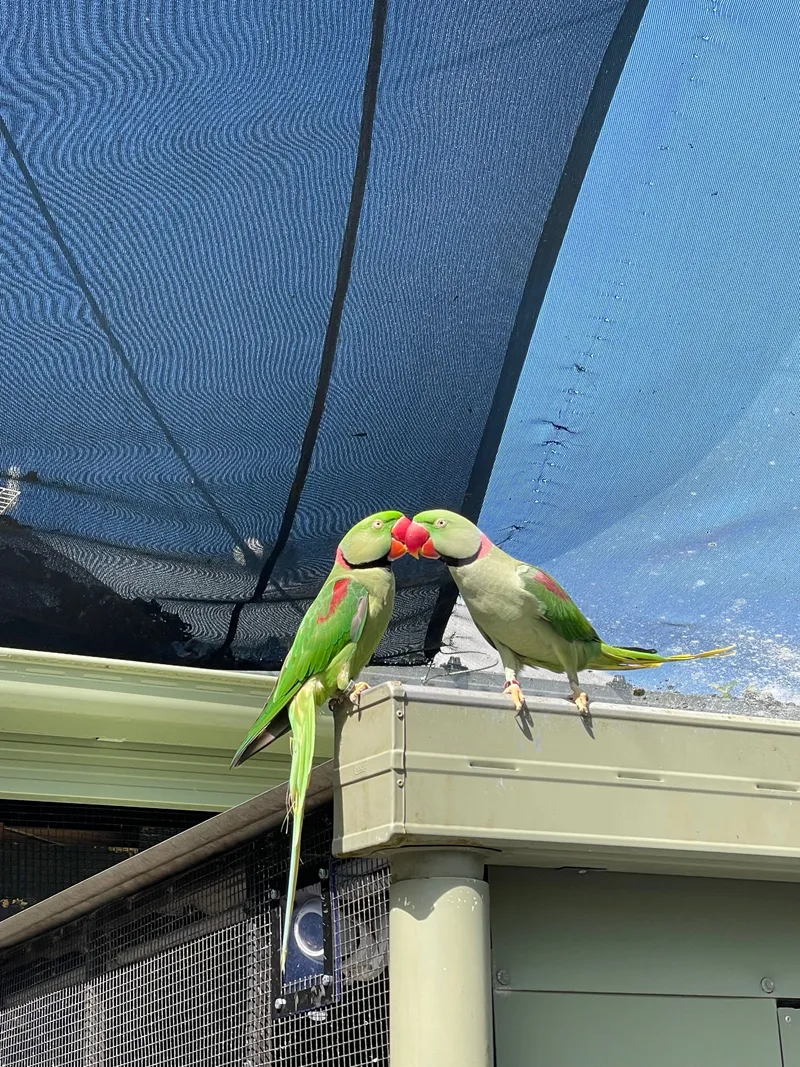 Two ringneck parakeets touching beaks on top of a cage