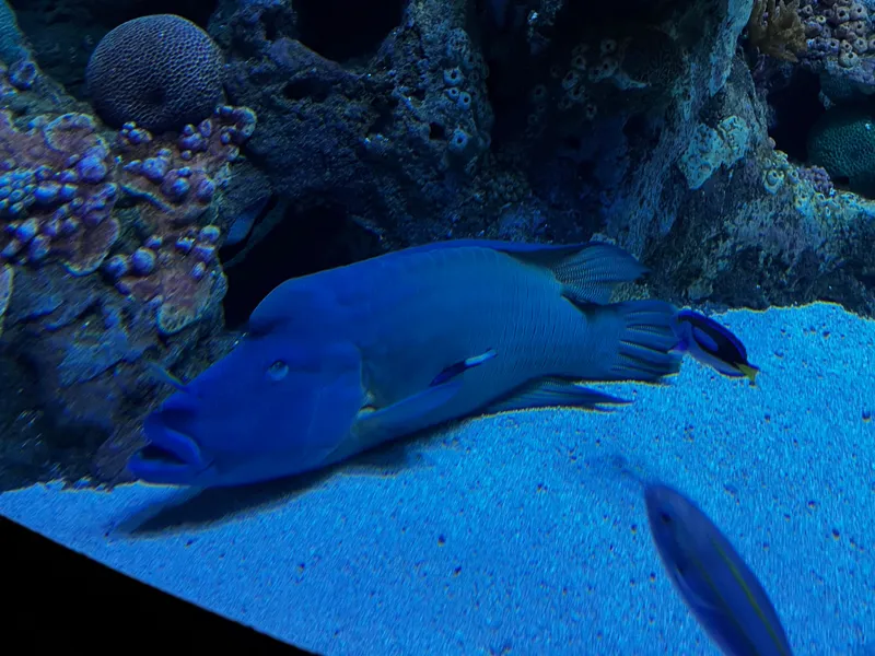 A Maori wrasse resting on the sand