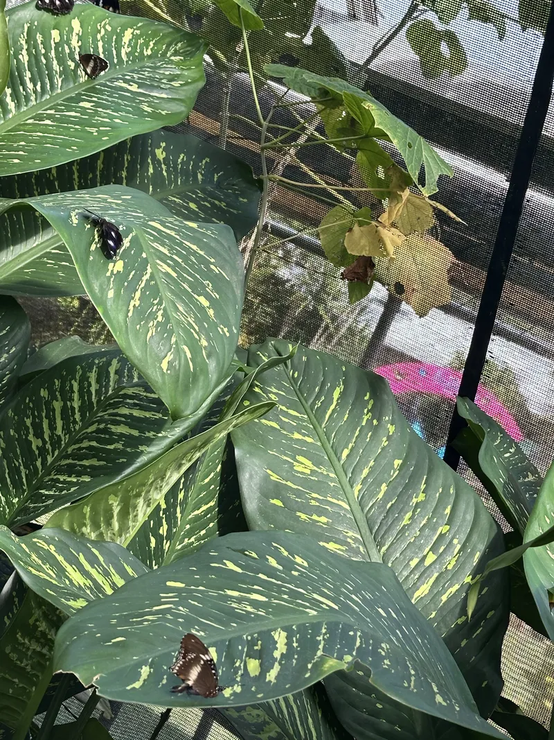Butterflies on big variegated leaves