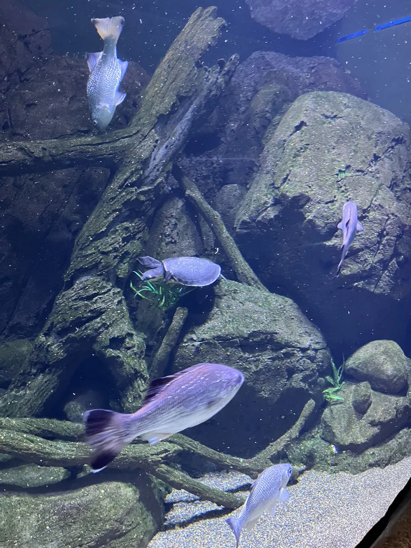 Freshwater fish swimming over rocks and sunken logs