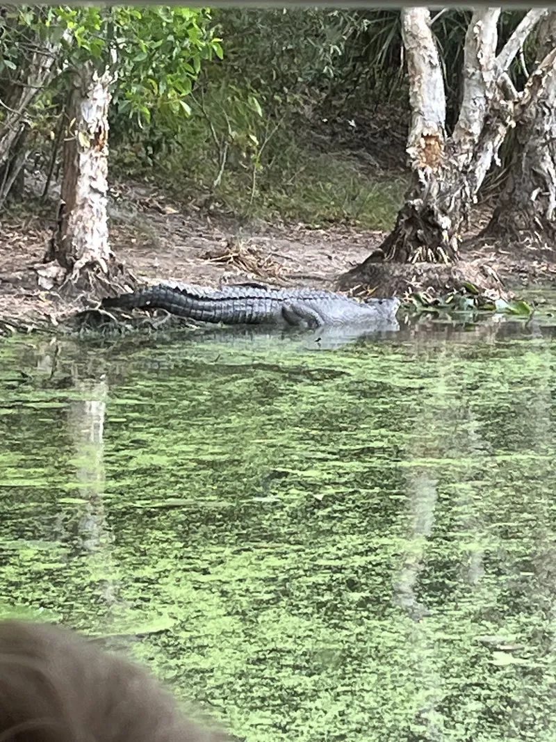 A crocodile resting on the bank under the paperbarks