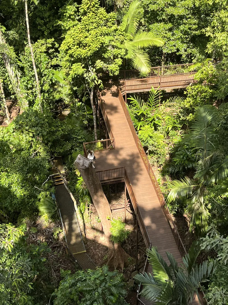 The boardwalk winding through the forest far below