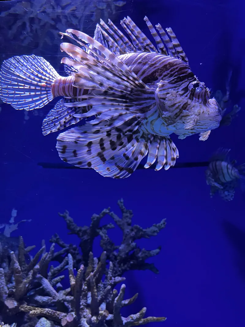 A lionfish with its striped spines spread