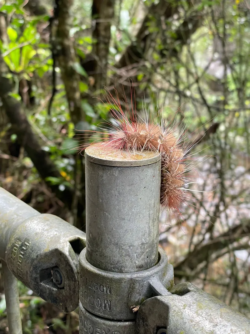 A hairy pink caterpillar on top of a railing post
