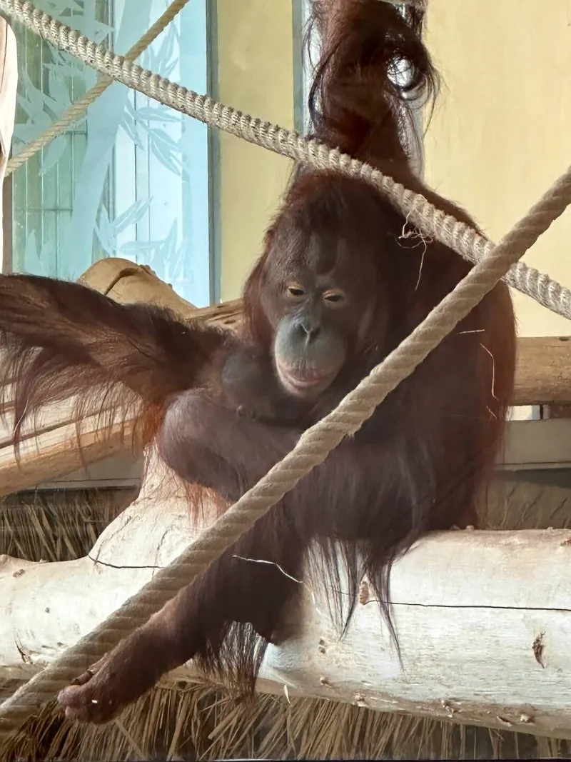 A day at the Vienna Zoo, photo 6 of 7