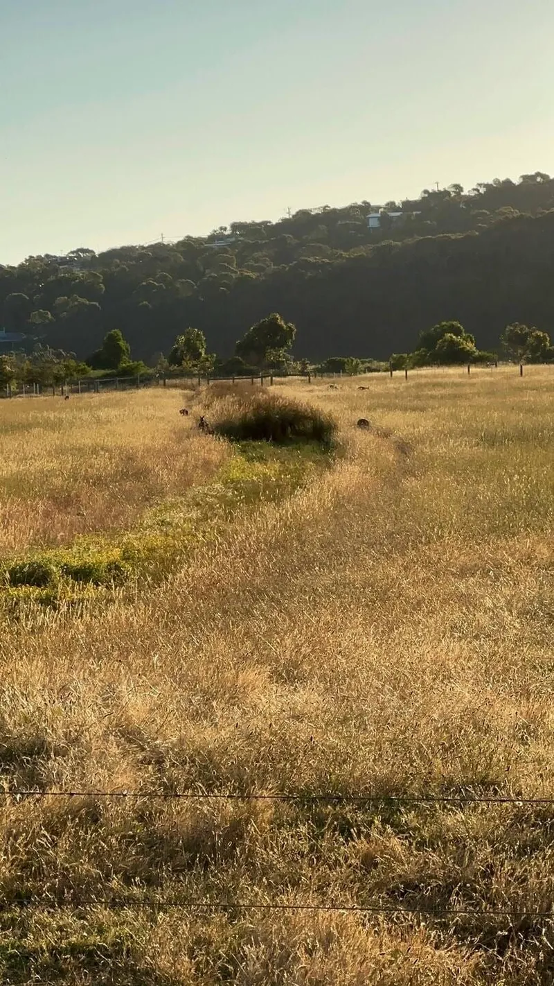Kangaroos spotted! 🦘, photo 4 of 4