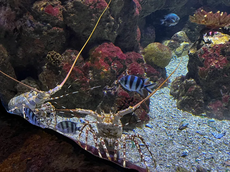 Painted crayfish on the sand among the coral