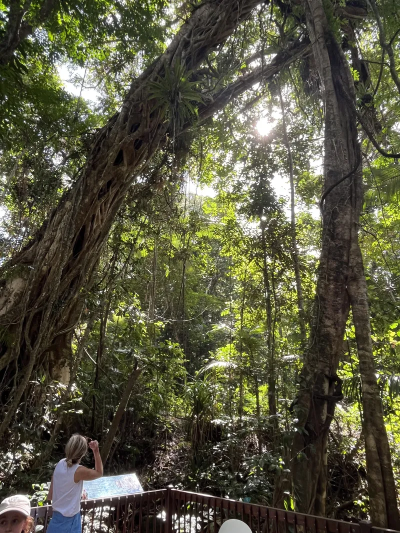 A woman reading a sign under huge strangler fig roots
