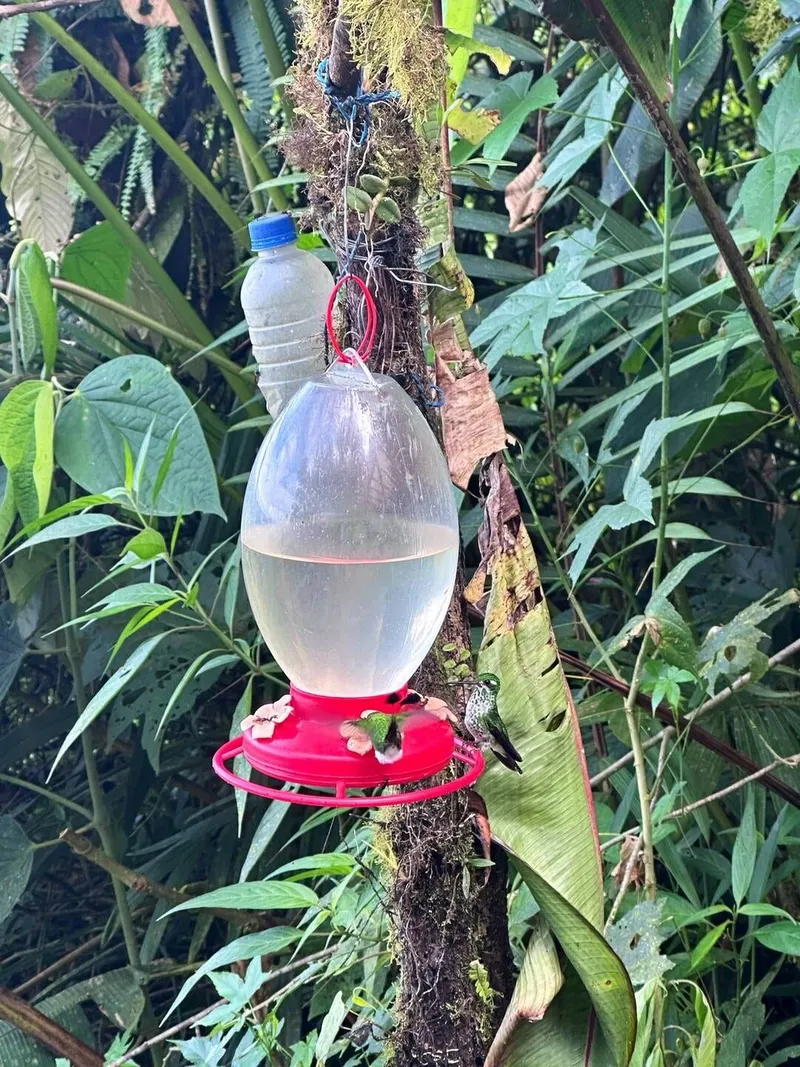 Hummingbird experience, photo 2 of 7