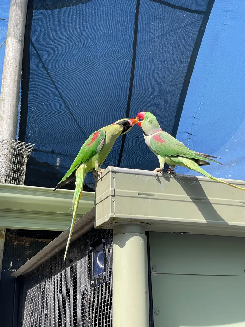 The ringneck parakeets kissing
