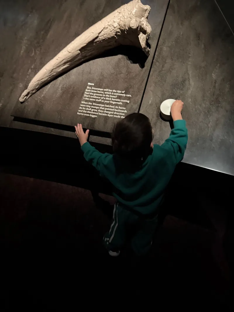 One of the boys touching a giant Triceratops horn on the wall