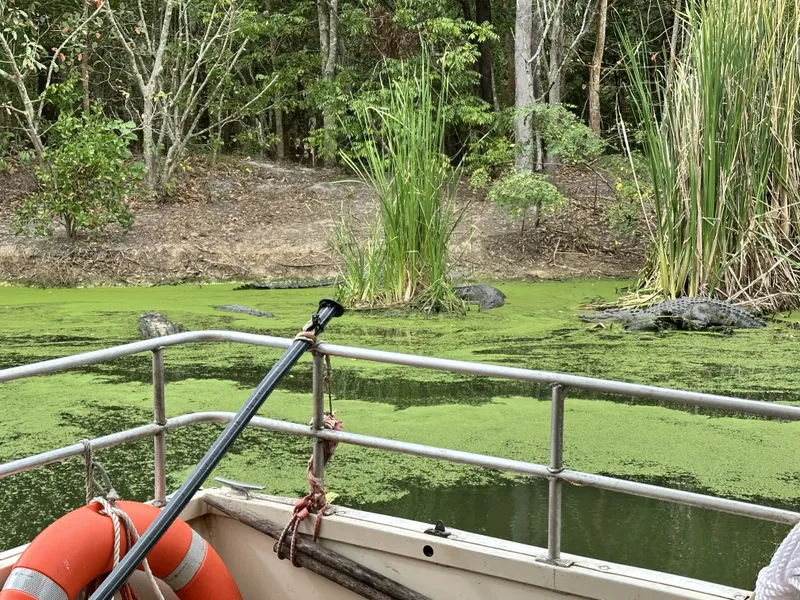 A crocodile in the green water beside the reeds, seen from the boat