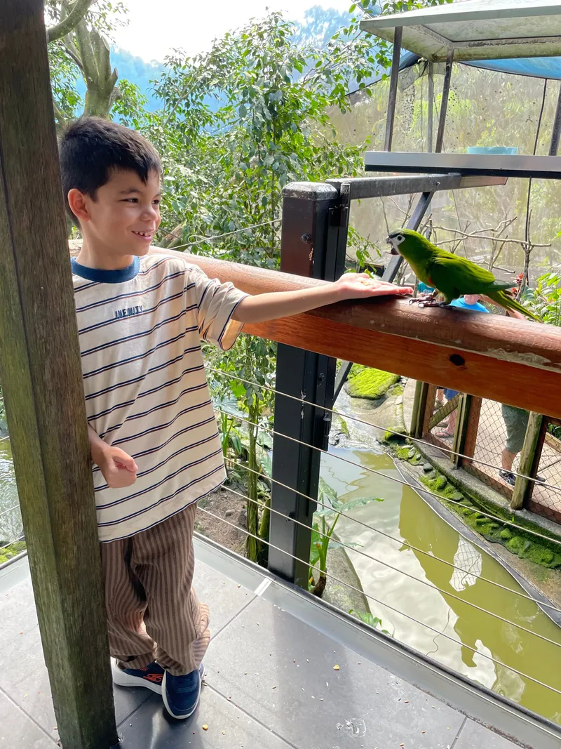 A boy at the railing next to a green parrot