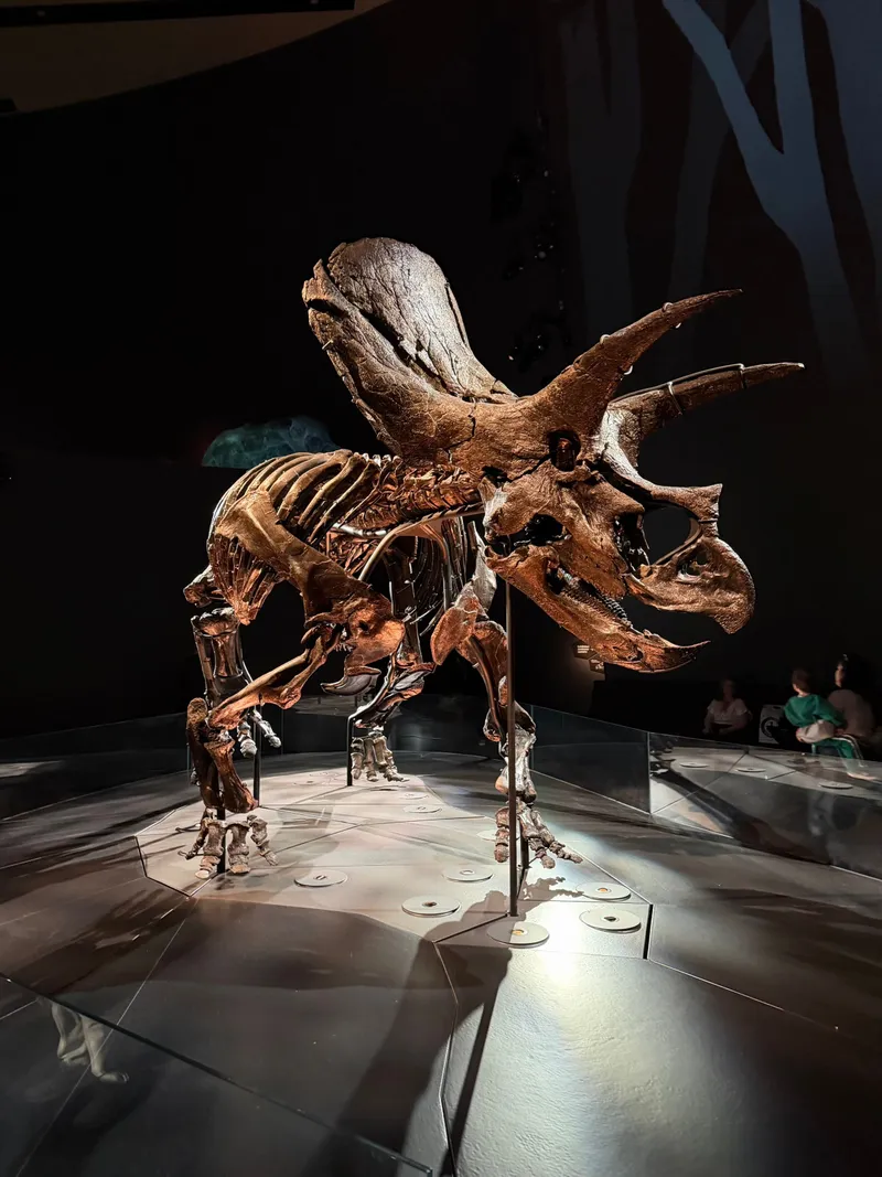 Close-up of the Triceratops skeleton and its frill