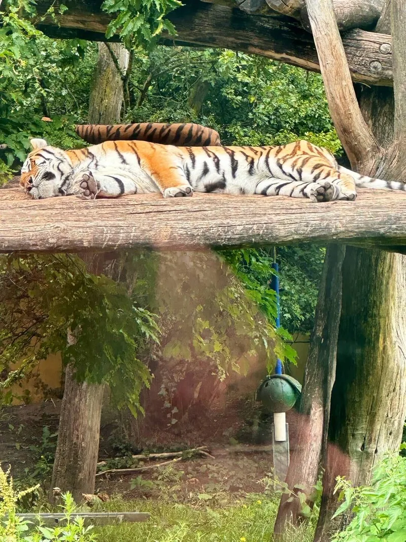 A day at the Vienna Zoo, photo 7 of 7