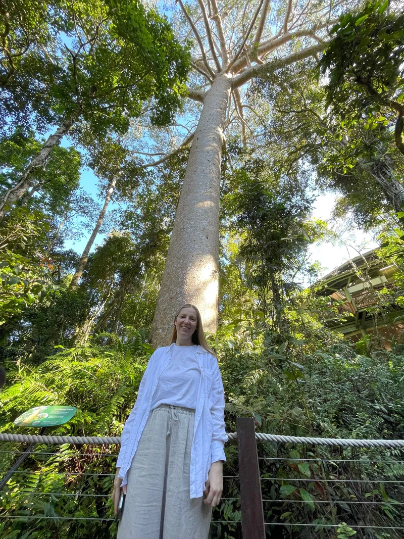 A woman standing on the boardwalk under a towering kauri pine