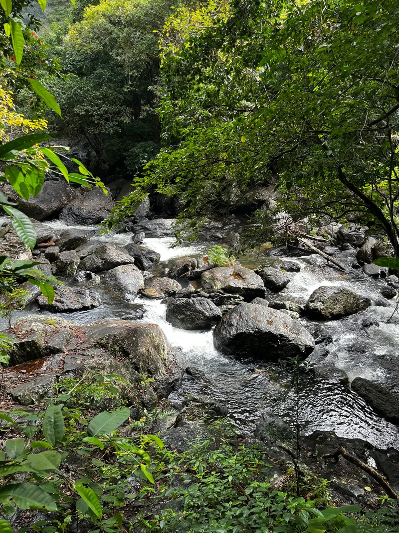 The creek tumbling over boulders under the rainforest canopy