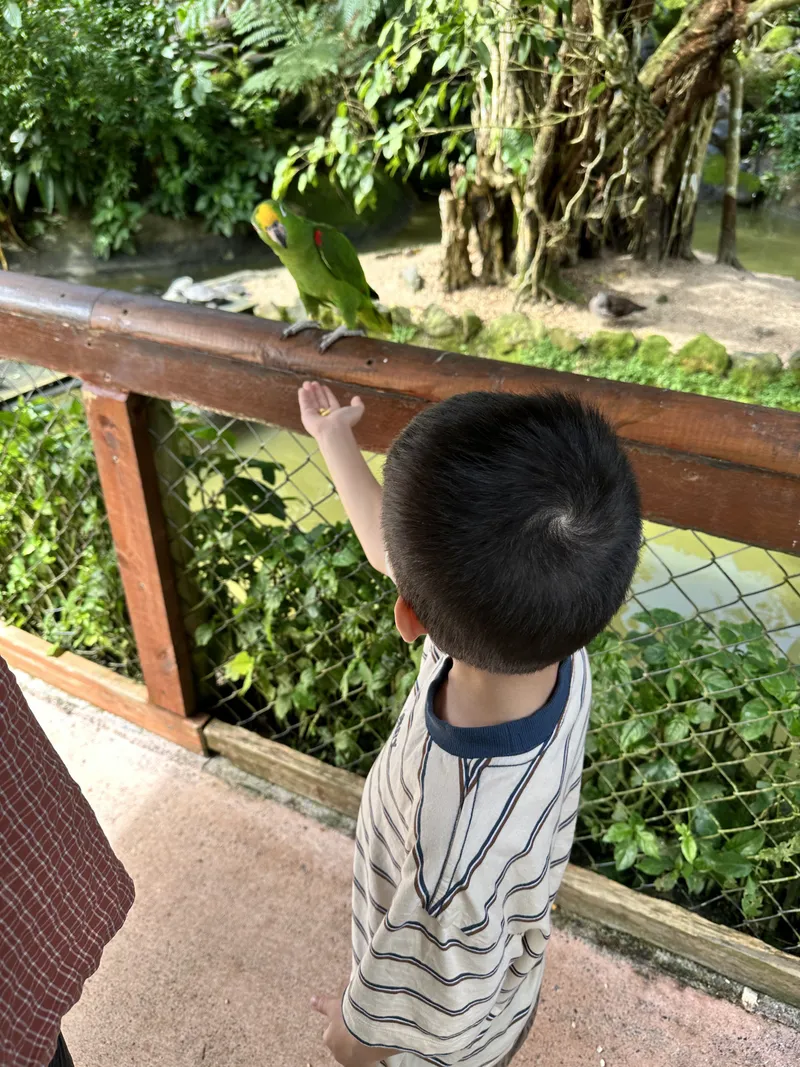 A boy reaching up to a green parrot on the railing