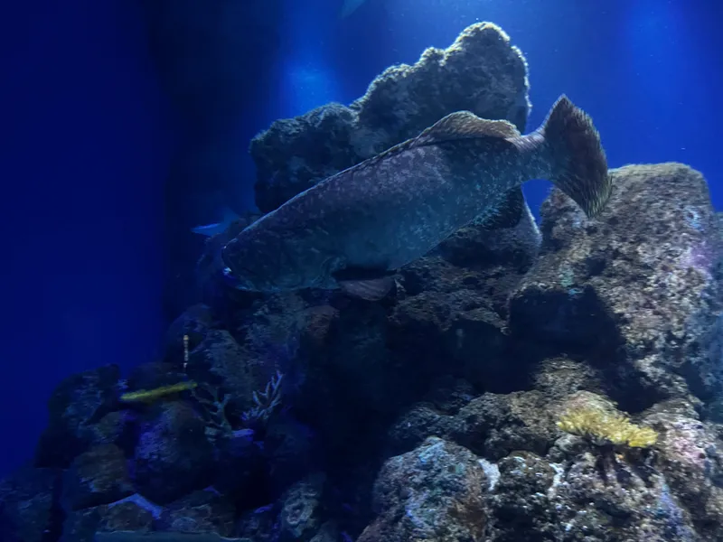 A big grouper resting beside a coral bommie