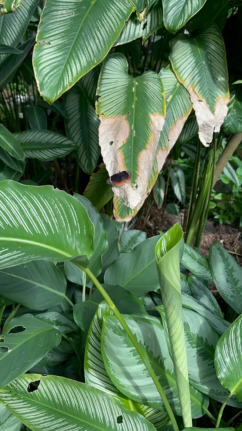 A butterfly resting among broad green leaves