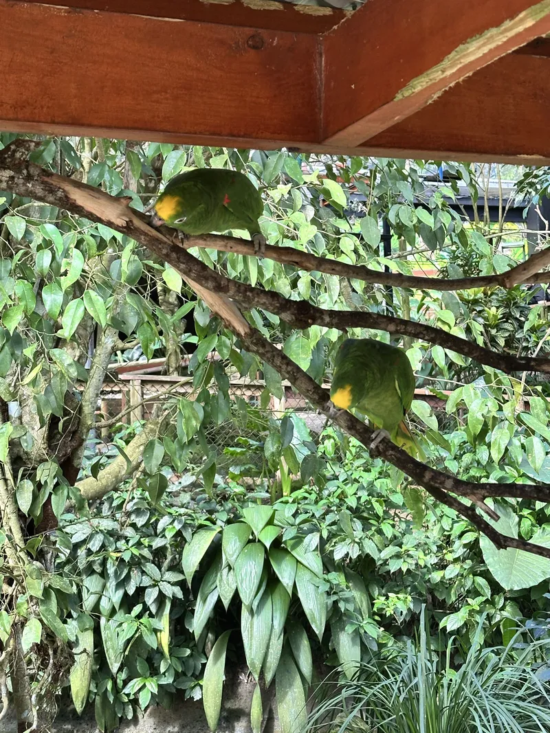 Two green parrots in the branches of the aviary