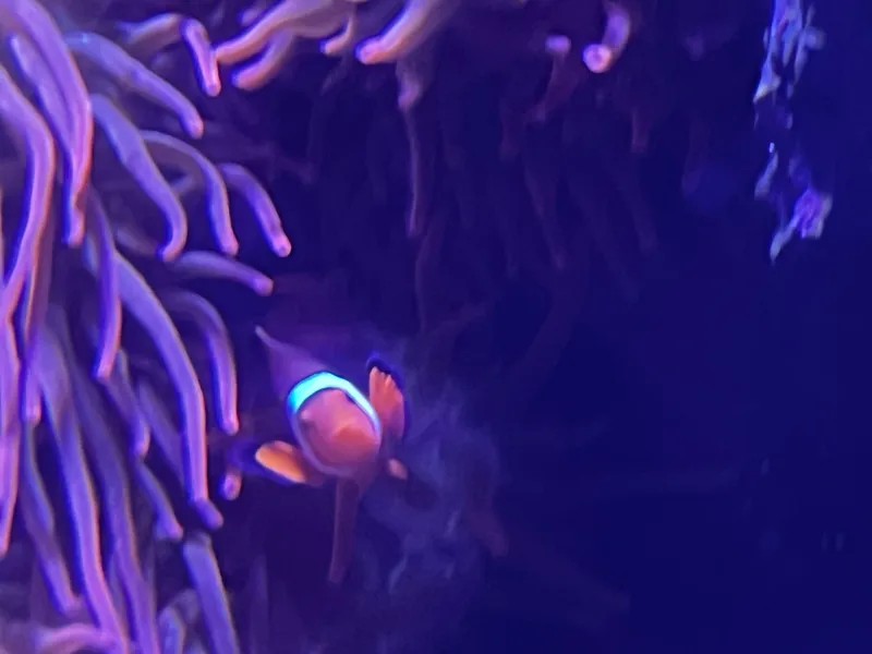 A clownfish peeking out of a pink anemone