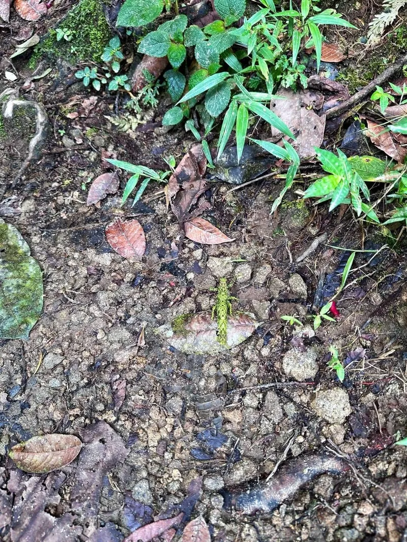 Trekking in Mindo rainforest, photo 3 of 6