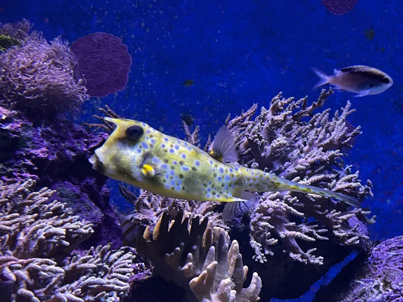 A spotted boxfish over the coral