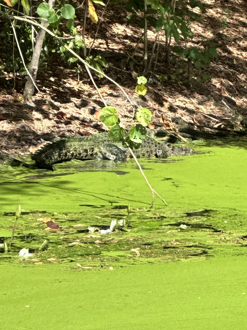 A crocodile basking at the edge of the duckweed