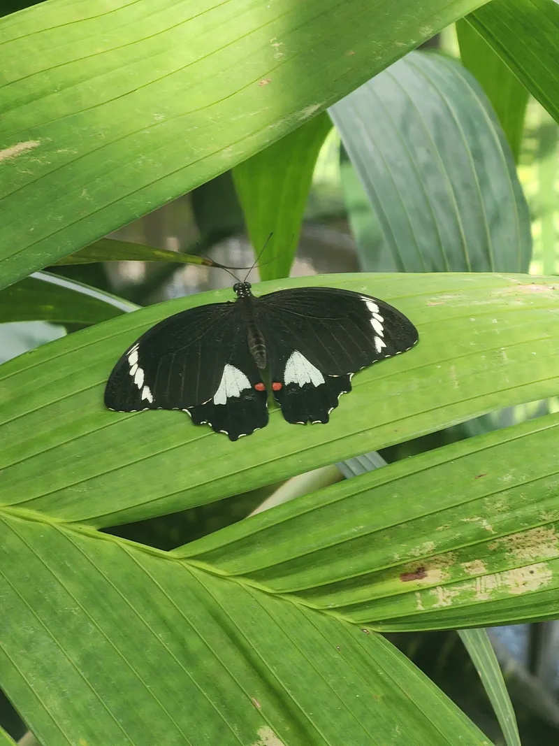 A black-and-white swallowtail on a green leaf