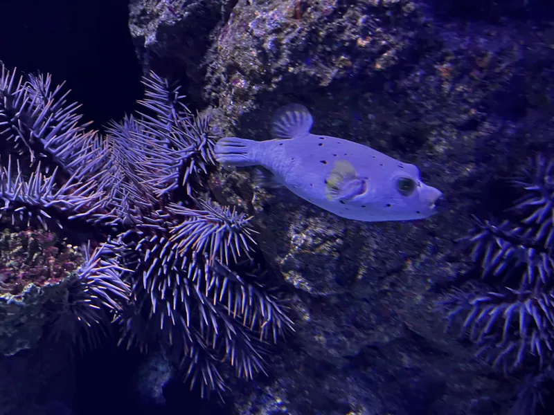 A pufferfish beside spiky purple coral