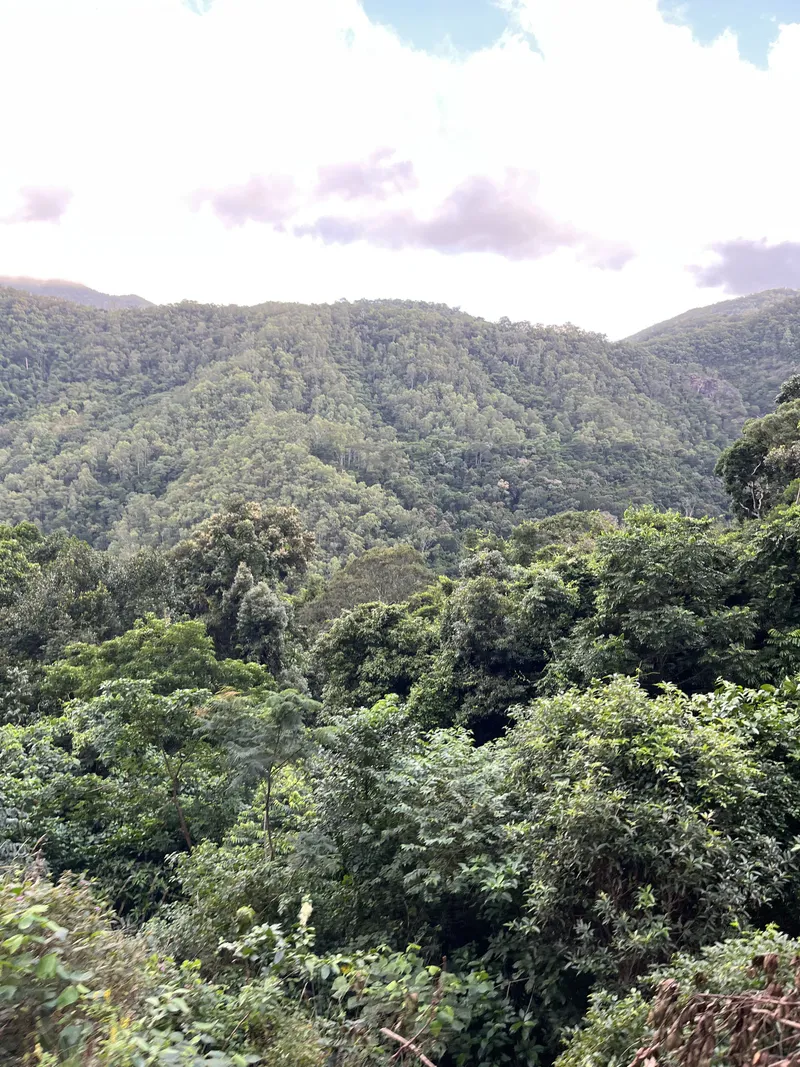 Thick rainforest on the slopes below the mountains